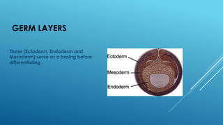 Embryology 1.pptx........................ | PPT