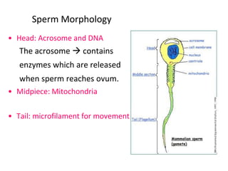 Embryology 1-FertilizationToGastrulation.pdf