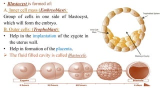 Embryology 1 slidshare | PPTX
