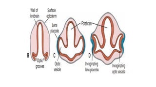 EMBRYOLOGY Anatomy of the eye and it's development | PPTX