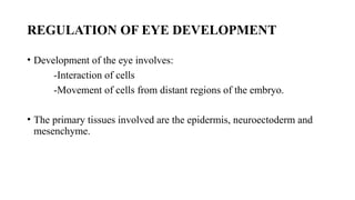 EMBRYOLOGY Anatomy of the eye and it's development | PPTX