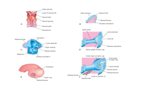 EMBRYOLOGY Anatomy of the eye and it's development | PPTX