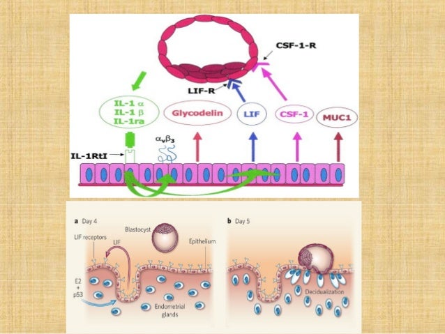Embryology2