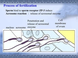 Embryology 2 | PPT