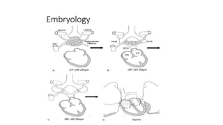 Embryology of Heart part 2 by Dr Jasleen.pptx