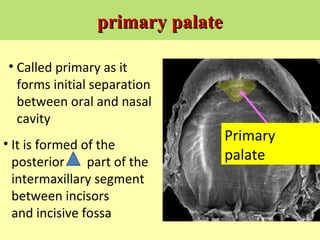 Embryology 4 2015 | PPT