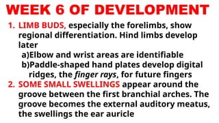 EMBRYOLOGY 4th - 8th WK.pptx. Anatomy of EMBRYOLOGY | PPTX