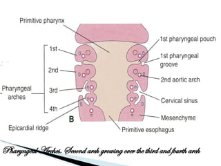 EMBRYOLOGY 9 PHARYNGEAL APPARATUS2.pptx