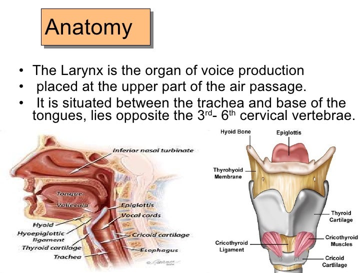 ent anatomy ent anatomy