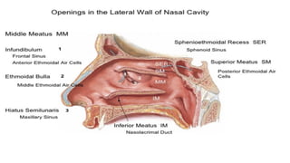 Embryology, Anatomy and Physiology of the Nose and Paranasal Sinuses.pptx