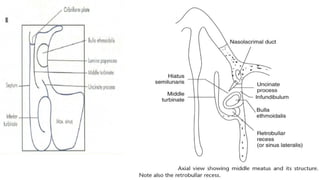 Embryology, Anatomy and Physiology of the Nose and Paranasal Sinuses.pptx