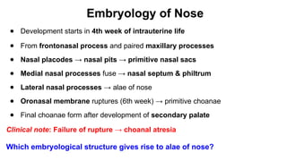 Embryology, Anatomy and Physiology of the Nose and Paranasal Sinuses.pptx