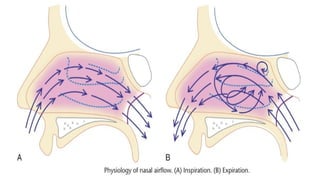 Embryology, Anatomy and Physiology of the Nose and Paranasal Sinuses.pptx