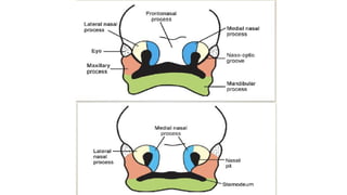 Embryology, Anatomy and Physiology of the Nose and Paranasal Sinuses.pptx