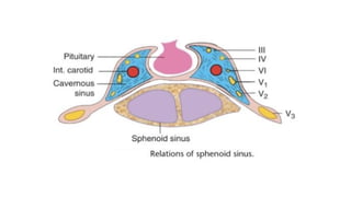 Embryology, Anatomy and Physiology of the Nose and Paranasal Sinuses.pptx