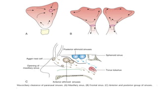 Embryology, Anatomy and Physiology of the Nose and Paranasal Sinuses.pptx