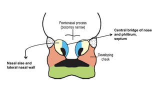 Embryology Anatomy And Physiology Of The Nose And Paranasal Sinuses pptx embryology-anatomy-and-physiology-of-the-nose-and-paranasal-sinuses-pptx