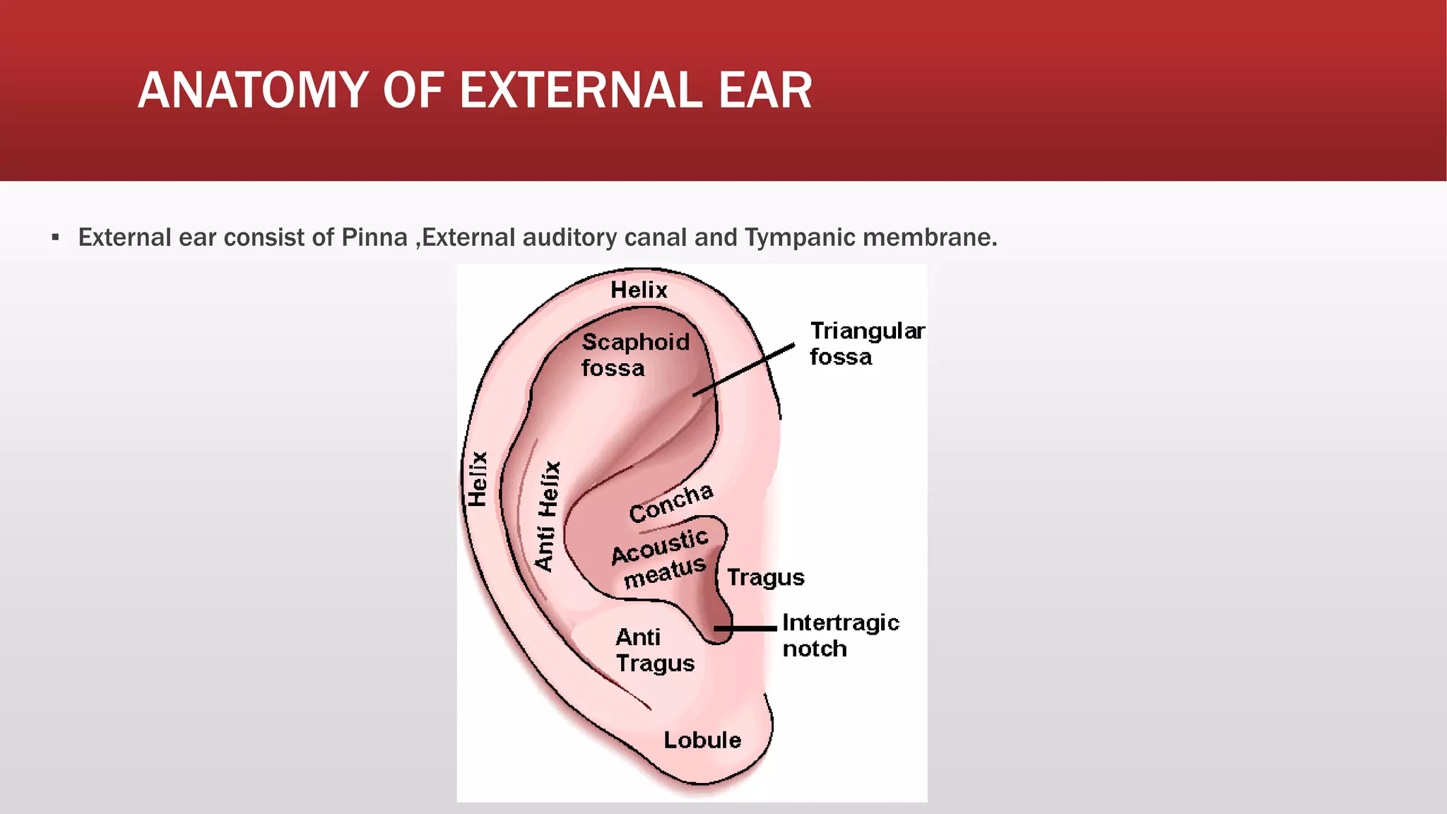 Embryology and anatomy of external and middle ear | PPTX