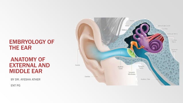 Embryology and anatomy of external and middle ear | PPTX | Ear, Nose ...