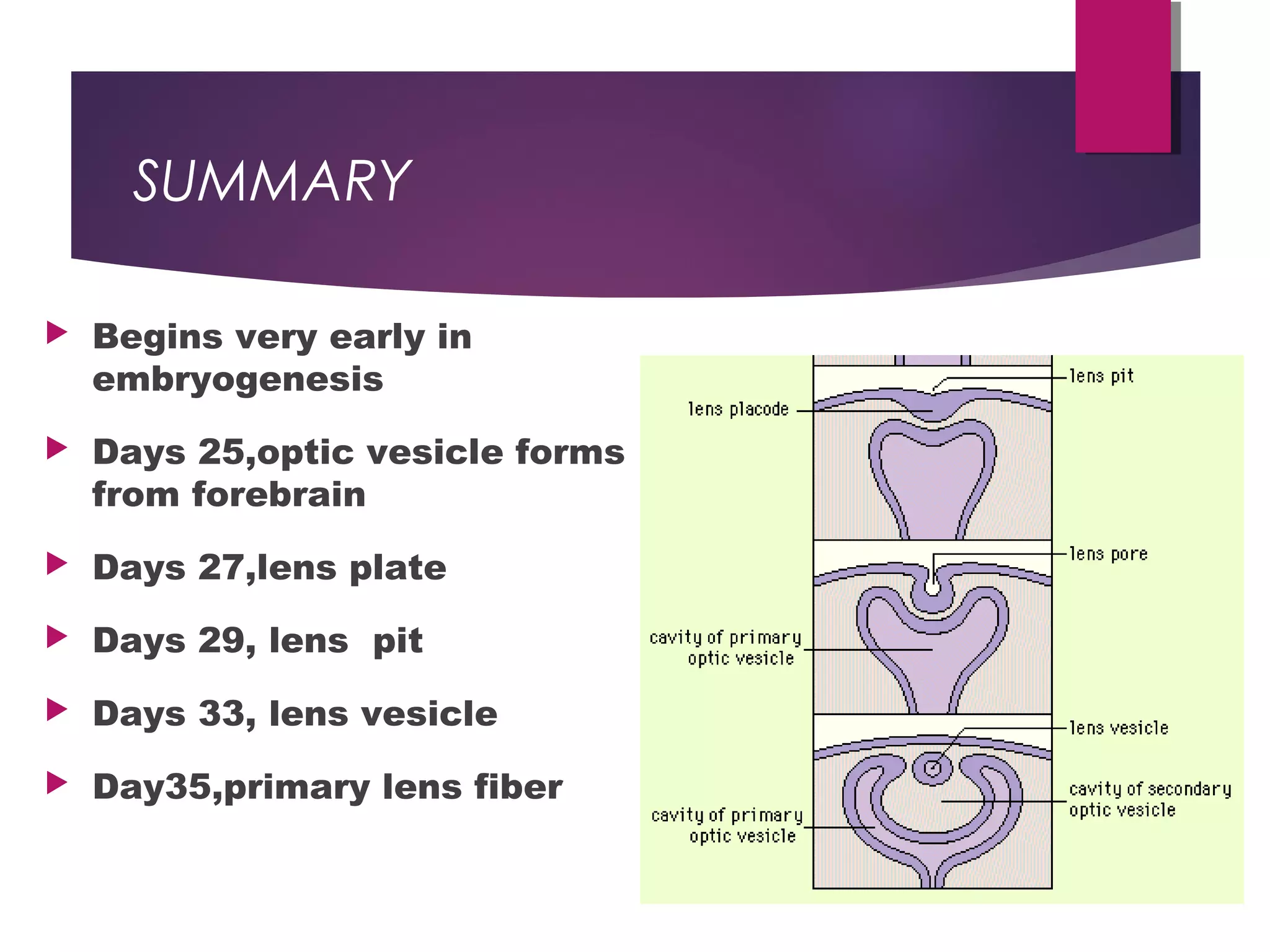 Embryology and anatomy of human lens