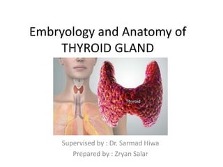 Embryology and Anatomy of
THYROID GLAND
Supervised by : Dr. Sarmad Hiwa
Prepared by : Zryan Salar
 