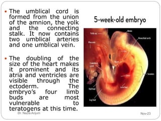 Human Embryology and Development of Major Organ System.pptx