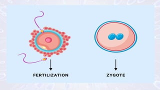 EMBRYOLOGY AND FOETAL DEVELOPMENT-mayu.pdf