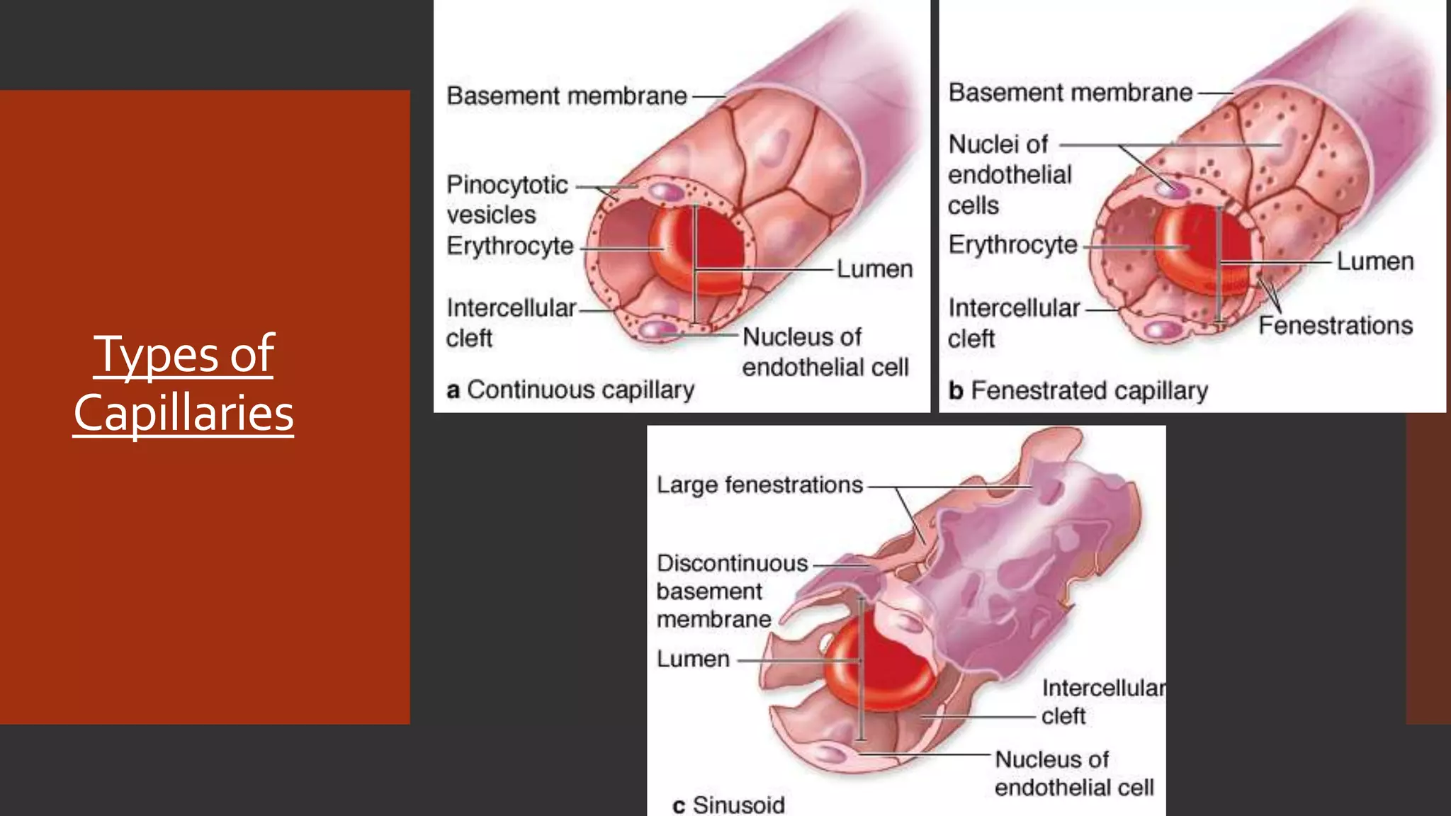 Embryology and histology of bloodvessels | PPTX