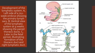 Embryology and histology of bloodvessels | PPTX