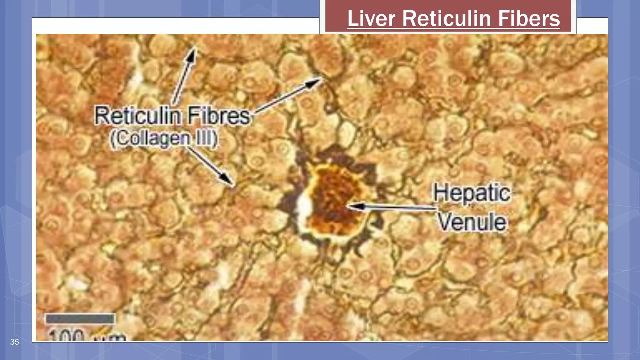 Embryology and histology of the liver | PPTX