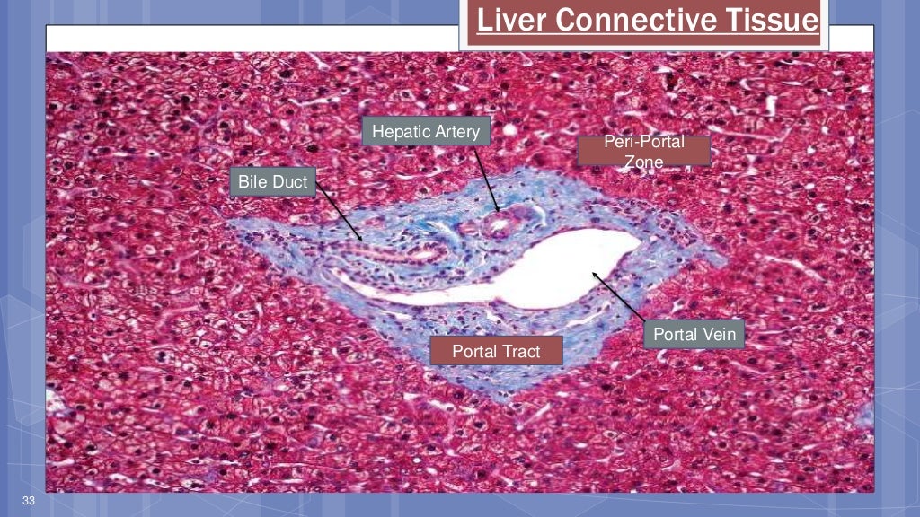 Embryology And Histology Of The Liver