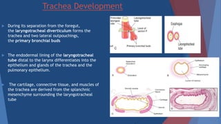 Embryology and histology of the lung | PPTX