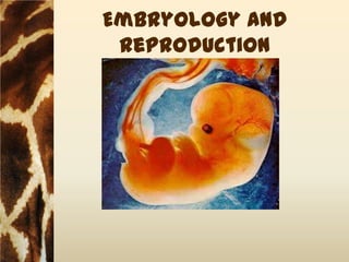 Embryology and
 Reproduction
 