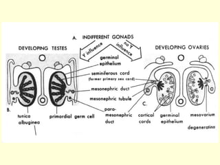 Human Development, embryology and reproductive system | PPT