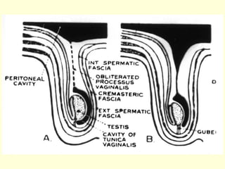Human Development, embryology and reproductive system | PPT