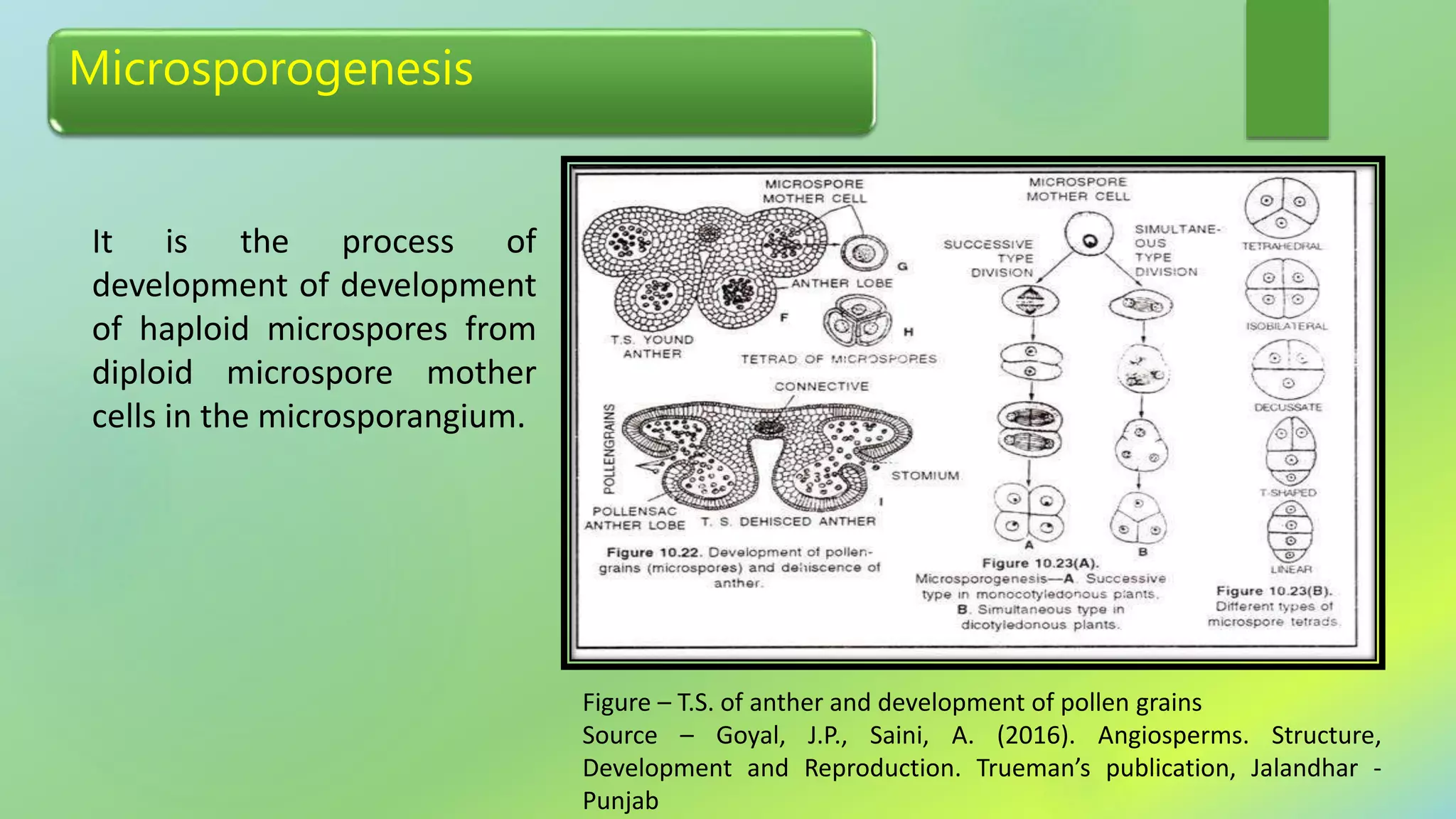 Hapliod Process Embryology and taxonomy | PPTX