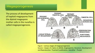 Megasporogenesis
The process of development
of haploid megaspores from
the diploid megaspore
mother cells in the nucellus is
called megasporogenesis.
Figure – various stages of megasporogenesis
Source – Goyal, J.P., Saini, A. (2016). Angiosperms. Structure, Development
and Reproduction. Trueman’s publication, Jalandhar - Punjab
 