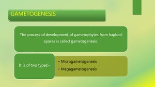 GAMETOGENESIS
The process of development of gametophytes from haploid
spores is called gametogenesis.
• Microgametogenesis
• Megagametogenesis
It is of two types:-
 