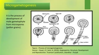 Microgametogenesis
It is the process of
development of
male gametophyte
from microspores
(pollen grains).
Figure – Process of microgametogenesis
Source – Goyal, J.P., Saini, A. (2016). Angiosperms. Structure, Development
and Reproduction. Trueman’s publication, Jalandhar - Punjab
 