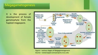 Megagametogenesis
It is the process of
development of female
gametophyte from the
haploid megaspore.
Figure – various stages of Megagametogenesis
Source – www.topper.com/projects.ncsu.edu
 