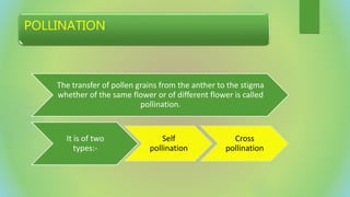 POLLINATION
The transfer of pollen grains from the anther to the stigma
whether of the same flower or of different flower is called
pollination.
It is of two
types:-
Self
pollination
Cross
pollination
 