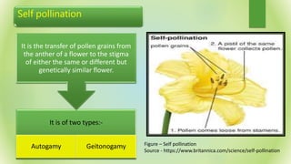 Self pollination
It is of two types:-
Autogamy Geitonogamy
It is the transfer of pollen grains from
the anther of a flower to the stigma
of either the same or different but
genetically similar flower.
Figure – Self pollination
Source - https://www.britannica.com/science/self-pollination
 