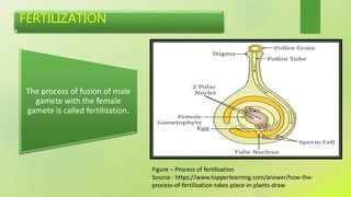 FERTILIZATION
The process of fusion of male
gamete with the female
gamete is called fertilization.
Figure – Process of fertilization
Source - https://www.topperlearning.com/answer/how-the-
process-of-fertilization-takes-place-in-plants-draw
 