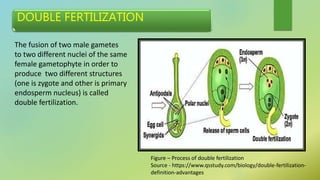 DOUBLE FERTILIZATION
Figure – Process of double fertilization
Source - https://www.qsstudy.com/biology/double-fertilization-
definition-advantages
The fusion of two male gametes
to two different nuclei of the same
female gametophyte in order to
produce two different structures
(one is zygote and other is primary
endosperm nucleus) is called
double fertilization.
 