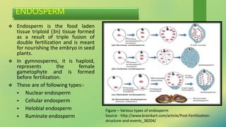 ENDOSPERM
 Endosperm is the food laden
tissue triploid (3n) tissue formed
as a result of triple fusion of
double fertilization and is meant
for nourishing the embryo in seed
plants.
 In gymnosperms, it is haploid,
represents the female
gametophyte and is formed
before fertilization.
 These are of following types:-
 Nuclear endosperm
 Cellular endosperm
 Helobial endosperm
 Ruminate endosperm
Figure – Various types of endosperm
Source - http://www.brainkart.com/article/Post-Fertilization-
structure-and-events_38204/
 