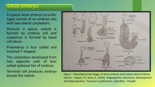 Dicot embryo
A typical dicot embryo (crucifer
type) consist of an embryo axis
with two lateral cotyledons.
Plumule is apical, radicle is
formed by embryo cell and
suspensor is formed by basal
cell alone.
Proembryo is four celled and
inverted T-shaped.
The cotyledons developed from
two opposite cells of four
celled epibasal tier of embryo.
Terminal cell produces embryo
except the radicle Figure – Developmental stages of dicot embryo and mature dicot embryo
Source – Goyal, J.P., Saini, A. (2016). Angiosperms. Structure, Development
and Reproduction. Trueman’s publication, Jalandhar - Punjab
 
