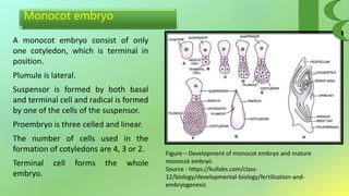 Monocot embryo
A monocot embryo consist of only
one cotyledon, which is terminal in
position.
Plumule is lateral.
Suspensor is formed by both basal
and terminal cell and radical is formed
by one of the cells of the suspensor.
Proembryo is three celled and linear.
The number of cells used in the
formation of cotyledons are 4, 3 or 2.
Terminal cell forms the whole
embryo.
Figure – Development of monocot embryo and mature
monocot embryo
Source - https://kullabs.com/class-
12/biology/developmental-biology/fertilization-and-
embryogenesis
 