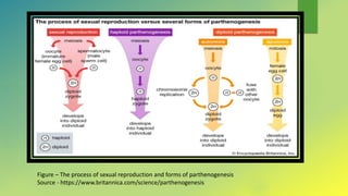 Figure – The process of sexual reproduction and forms of parthenogenesis
Source - https://www.britannica.com/science/parthenogenesis
 