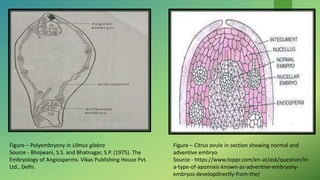 Figure – Polyembryony in Ulmus glabra
Source - Bhojwani, S.S. and Bhatnagar, S.P. (1975). The
Embryology of Angiosperms. Vikas Publishing House Pvt.
Ltd., Delhi.
Figure – Citrus ovule in section showing normal and
adventive embryo
Source - https://www.toppr.com/en-at/ask/question/in-
a-type-of-apomixis-known-as-adventive-embryony-
embryos-developdirectly-from-the/
 