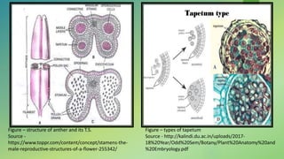 Figure – structure of anther and its T.S.
Source -
https://www.toppr.com/content/concept/stamens-the-
male-reproductive-structures-of-a-flower-255342/
Figure – types of tapetum
Source - http://kalindi.du.ac.in/uploads/2017-
18%20Year/Odd%20Sem/Botany/Plant%20Anatomy%20and
%20Embryology.pdf
 